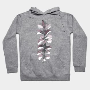 Acanthus, floral watercolor painting Hoodie